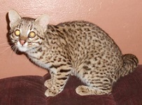 Geoffroy cat